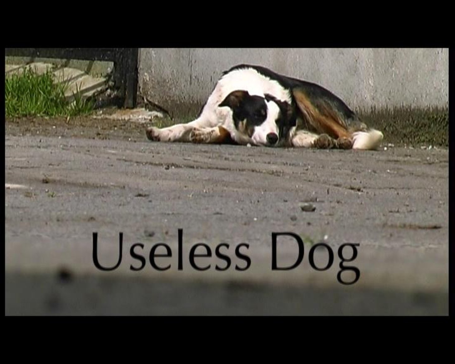 Useless Dog